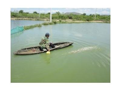 Triển Khai Mô Hình Nuôi Cá Điêu Hồng Thương Phẩm Ở Ninh Thuận