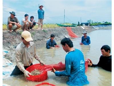 Bảo Hiểm Nông Nghiệp: Thêm Động Lực Cho Người Nuôi Tôm