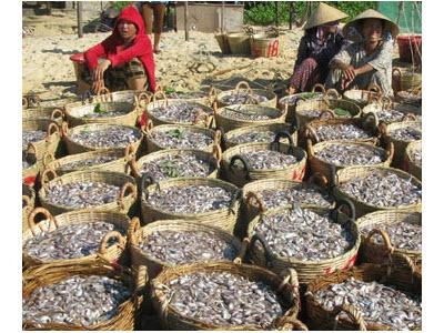 Ngư Dân Tuy An Trúng Cá Giò Và Cá Nục Ở Phú Yên