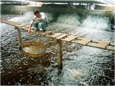 Nuôi Tôm Siêu Thâm Canh Trong Nhà Kính