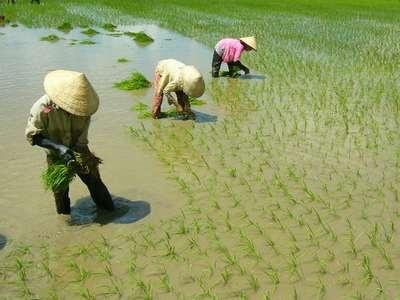 Nhân Rộng Mô Hình Thâm Canh Lúa 1 Phải 5 Giảm Ở Ninh Thuận