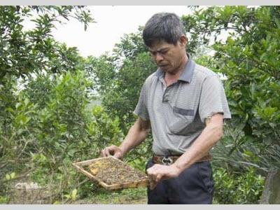 Làm Giàu Từ Trồng Cây Ăn Quả, Nuôi Ong Lấy Mật