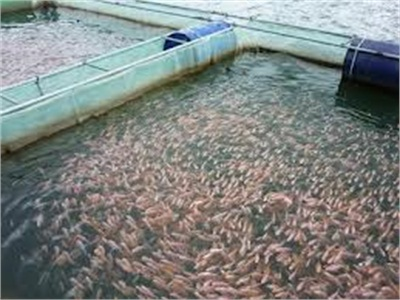 Thừa Thiên Huế Thả Hơn 31 Ngàn Cá Giống Nước Ngọt Trên Sông Hương