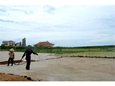 Lý Sơn (Quảng Ngãi) Tập Trung Sản Xuất Vụ Hành Chính Trong Năm