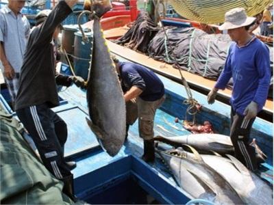 Bình Định Hỗ Trợ Ngư Dân Đánh Bắt Cá Ngừ Đại Dương