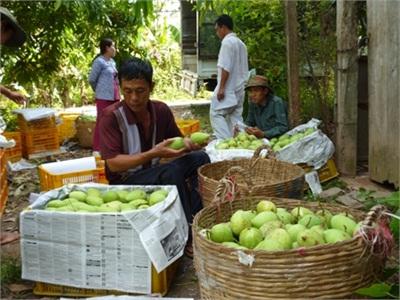 Đồng Tháp Lao Đao Tìm Đầu Ra Cho Trái Cây Khi Vào Chính Vụ