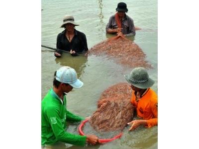 Tôm Rớt Giá Mạnh, Người Dân Không Nên Thu Hoạch Ồ Ạt