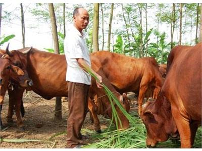 Các Phương Pháp Cơ Bản Phòng Bệnh Cho Bò