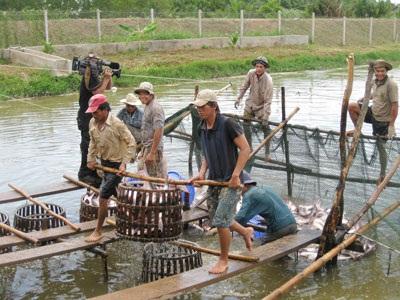 Giá Cá Tra Tiếp Tục Tăng