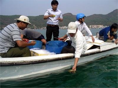 Bình Định Triển Khai Dự Án Nuôi Ghẹ Xanh Trên Biển