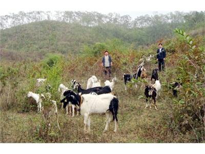 Biên Sơn (Bắc Giang) Phát Triển Đàn Dê