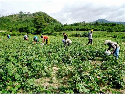 Vĩnh Thạnh (Bình Định) Mất Mùa Đậu Đen