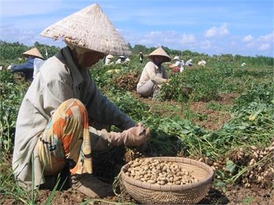 Trồng Đậu Phộng Không Lãi