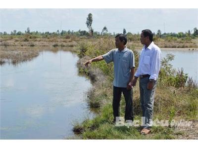 Nông Dân Bạc Liêu Điêu Đứng Vì Tôm Thẻ Chân Trắng