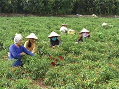 Nông Dân Trồng Ớt Đang Gặp Khó