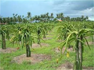 Không Khuyến Cáo Trồng Mít, Thanh Long