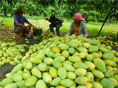 Xoài Rớt Giá Thảm Vì Trung Quốc Ngưng Mua