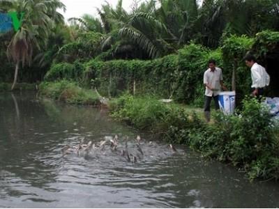 Người nuôi cá lóc ở Trà Vinh đối mặt nguy cơ thua lỗ