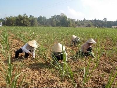 Trà Vinh xây dựng cánh đồng lớn đối với cây mía