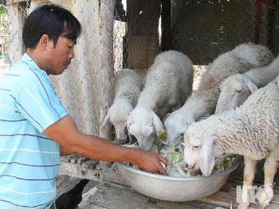 Hiệu quả mô hình cừu Tam nông