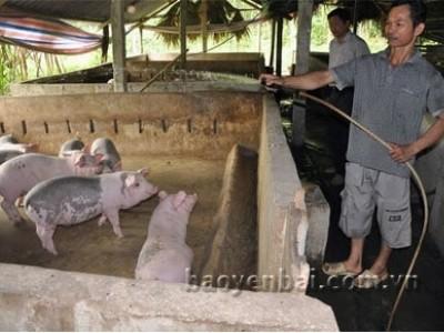 Làm giàu từ mô hình chăn nuôi tổng hợp