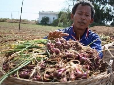 Nhiều đầu mối tiêu thụ hành tím cho Sóc Trăng