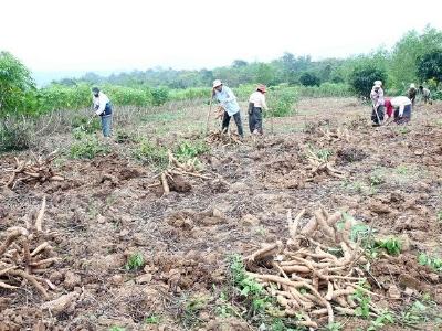 Khoai mì rớt giá