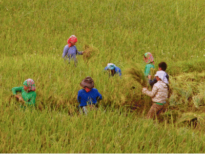 Sa Pa (Lào Cai) mở rộng diện tích cấy lúa chịu lạnh lên 40 ha