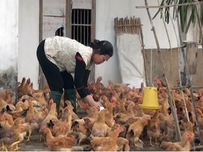 Hiệu quả dự án nuôi gà đồi tại xã Bảo Hà (Lào Cai)