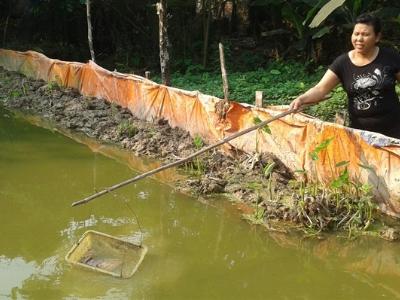 Nuôi thâm canh lươn trong bể bạt