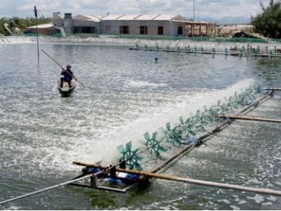 Diện tích nuôi trồng thủy sản ở An Giang tăng 2,3%