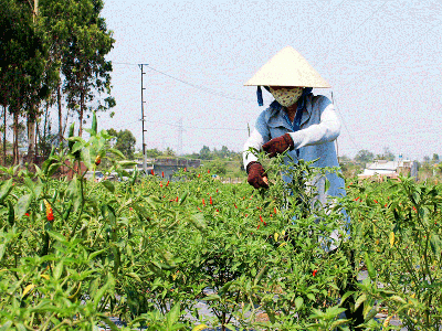 Khu vực phía Đông tỉnh ớt được giá, nông dân phấn khởi