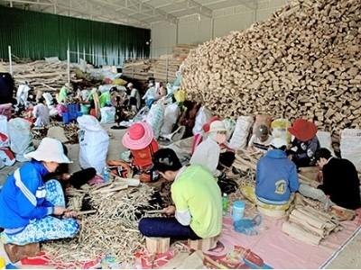 Sản xuất trầm hương mô hình mới ở Tân Tiến