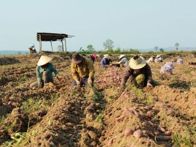 Không nghe lời khuyến cáo nên thiệt đơn, thiệt kép!