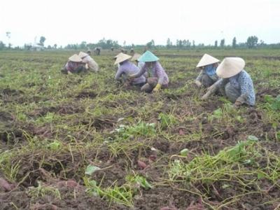 Nông dân cần chủ động phòng, chống các loại sâu bệnh gây hại trên khoai lang