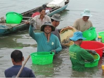 Nỗi lo tôm giống