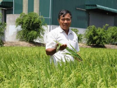 Nông dân miền Tây canh tác lúa thông minh thích ứng biến đổi khí hậuĐậu xanh được mùa, dân vùng hạn lãi cao