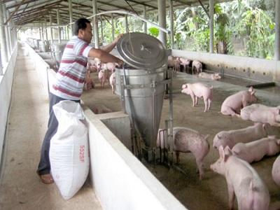 Cỏ Hương Bài - Giải pháp mới xử lý chất thải chăn nuôi
