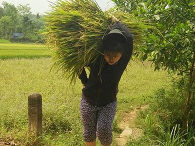 Lúa cháy đen, dân Quảng Nam cắt cho bò ăn