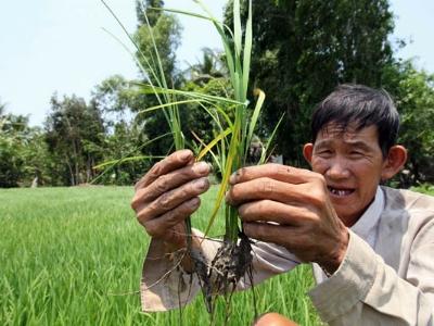 Thương lái giành mua lúa vừa gieo sạ để xuất sang Trung Quốc?