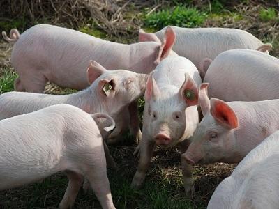 Những rủi ro mắc phải ký sinh trùng T. gondii ở các trại nuôi lợn của Trung Quốc
