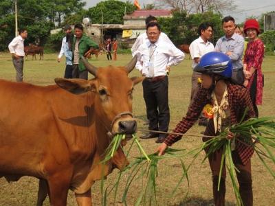 Hấp dẫn đua tài nuôi bò lai giỏi