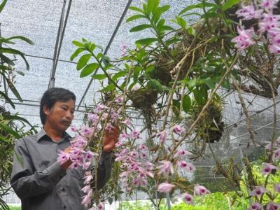 Nở rộ nhiều tỷ phú hoa ở Hà Nội