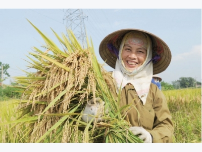 Rice sector needs breakthrough strategy
