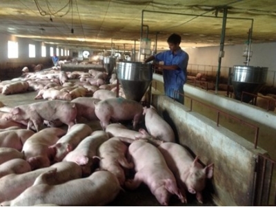 Five measures proposed to save pig-farming industry