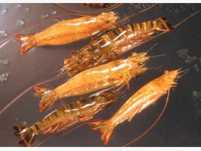 Mixed Maturation Diets Improve Shrimp Broodstock Performance