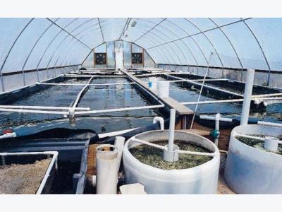 Culture of Penaeus vannamei in Single-Phase & Three-Phase Recirculating Aquaculture Systems