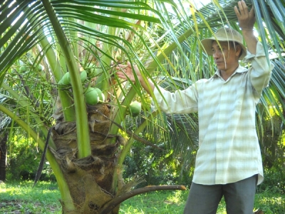 Kỹ thuật trồng chuyên canh dừa dứa cho năng suất cao