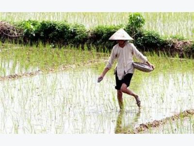 Rice prices rise in India on firm rupee, Vietnam on supply woes