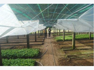First Vietnamese ginseng seedling centre introduced